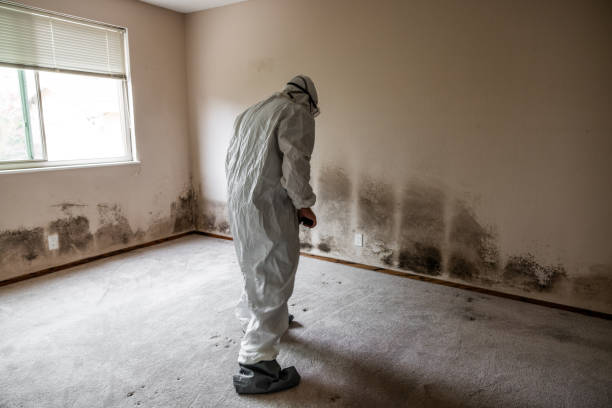 Best Environmental Consulting for Mold Prevention  in Broadlands, VA